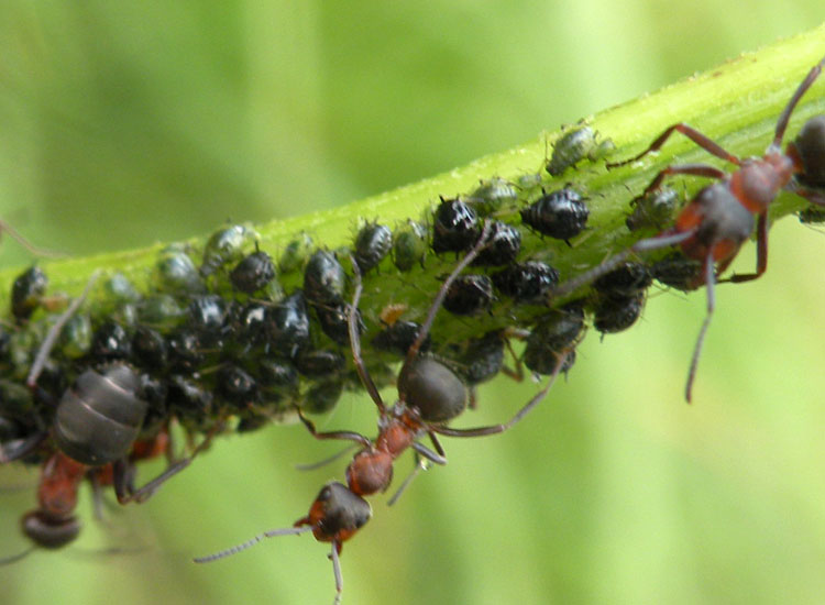 Brachycaudus cardui, afide verde-nerastro del carciofo